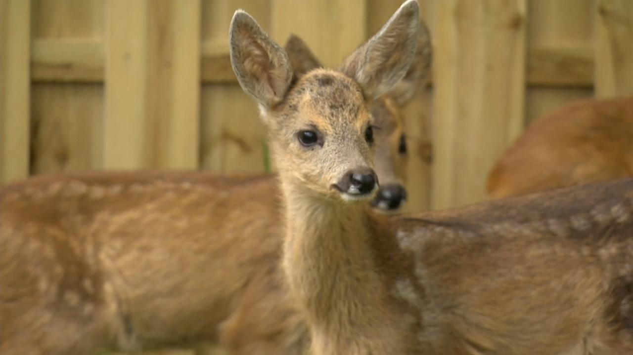 Ludzie chcą pomagać zwierzętom, a je krzywdzą. Młode sarenki, które są same w lesie, pewnie wciąż mają mamę