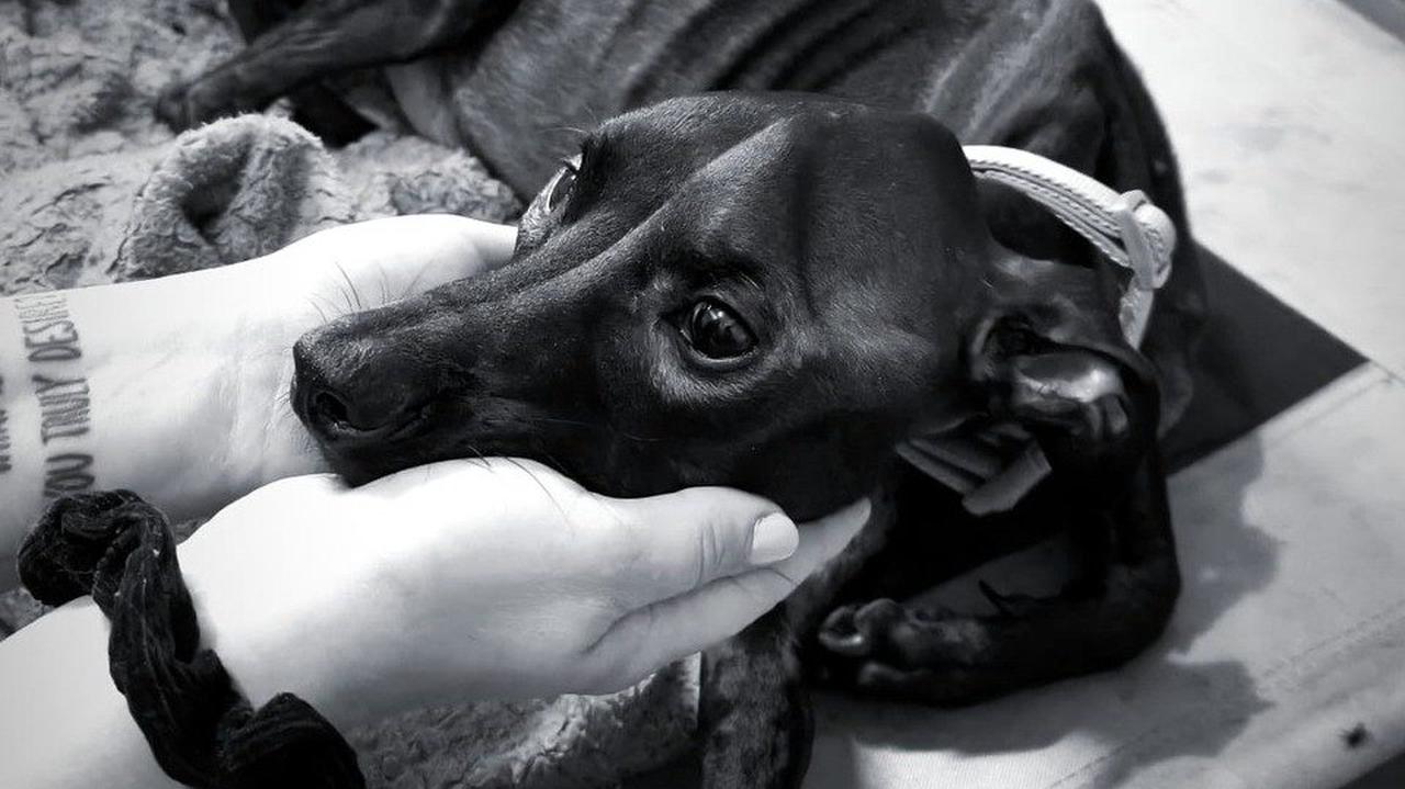 Odwiązali ją od płotu i nazwali Kosteczka. Umarła z wygłodzenia