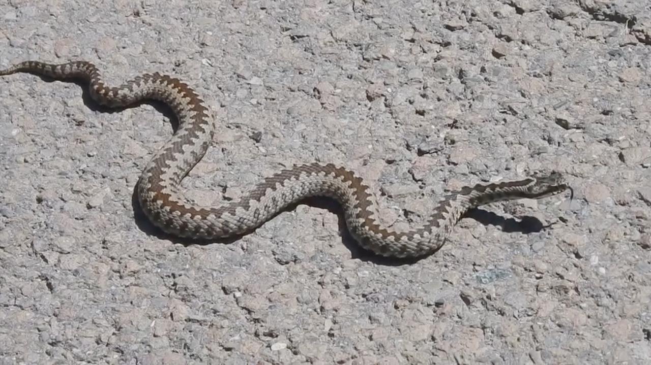 Plaga ukąszeń zwierząt domowych przez żmije. Na spacerze należy zachować ostrożność