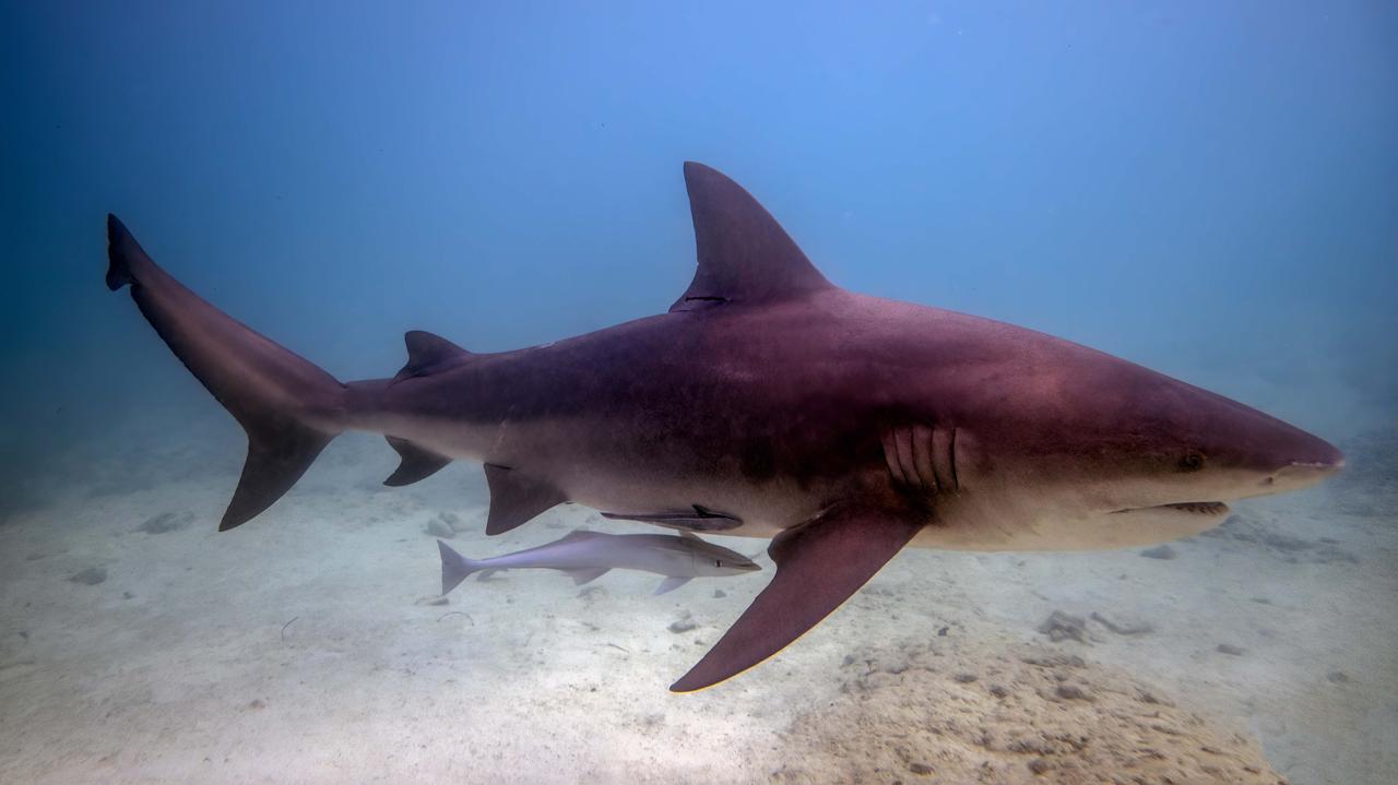 Trzy ataki rekinów w 24 godziny. Nastolatek w stanie krytycznym