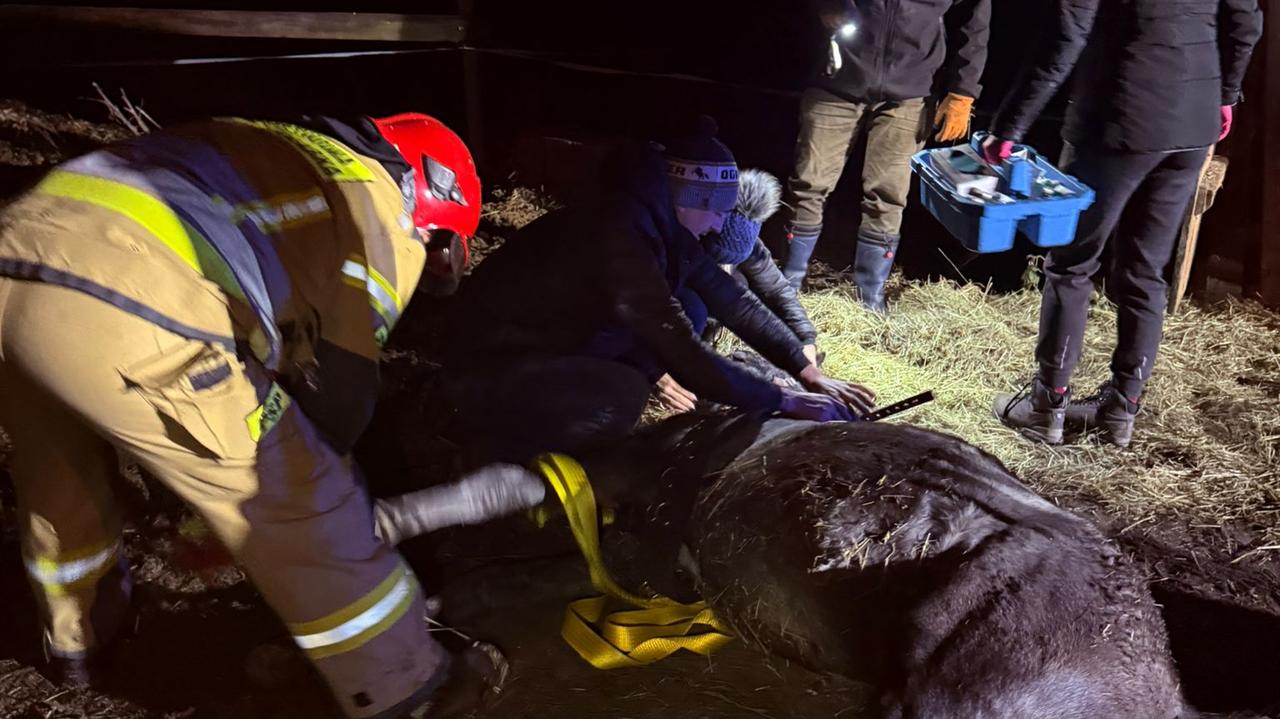 Źrebak utknął na piętrze stodoły. Pomogli strażacy