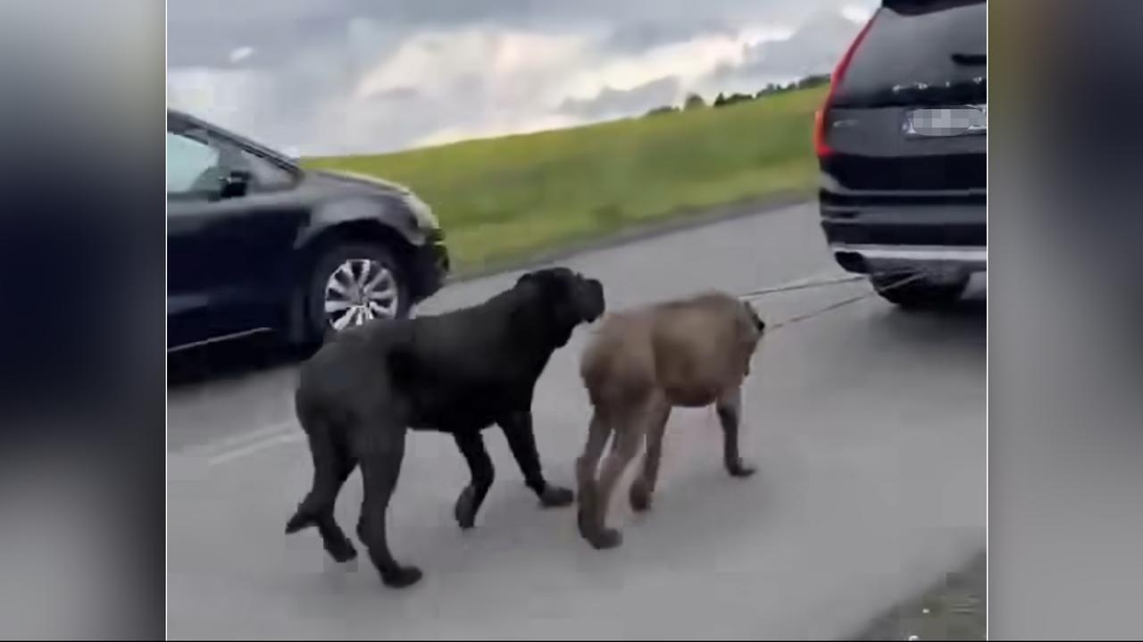 "Prowadzę, bo mi uciekły". Przywiązał psy do samochodu