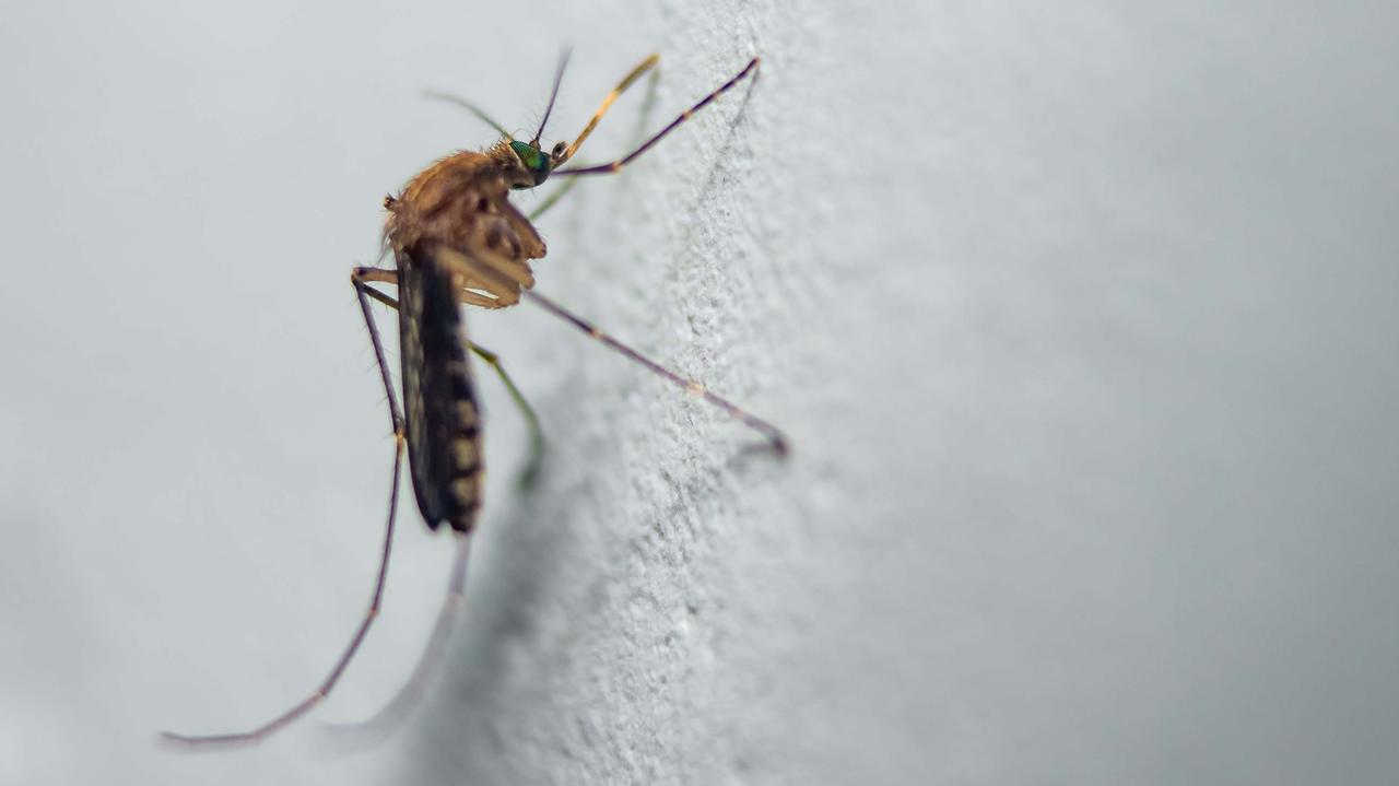 W tym kraju komarów nie było. Aż do teraz