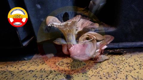 "Afera grzybowa" krok po kroku