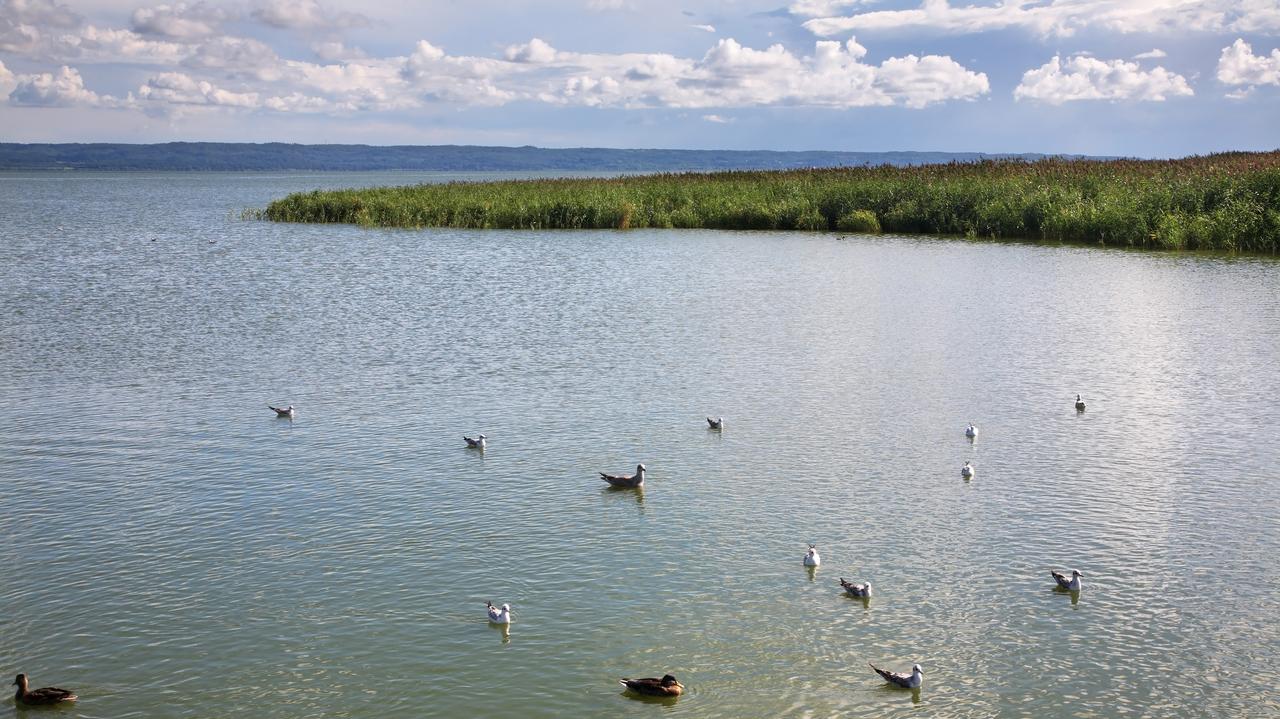 W tym miejscu w Polsce jednego dnia przelatuje do miliona ptaków