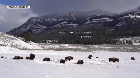 Bizony w Parku Narodowym Yellowstone na nagraniu archiwalnym