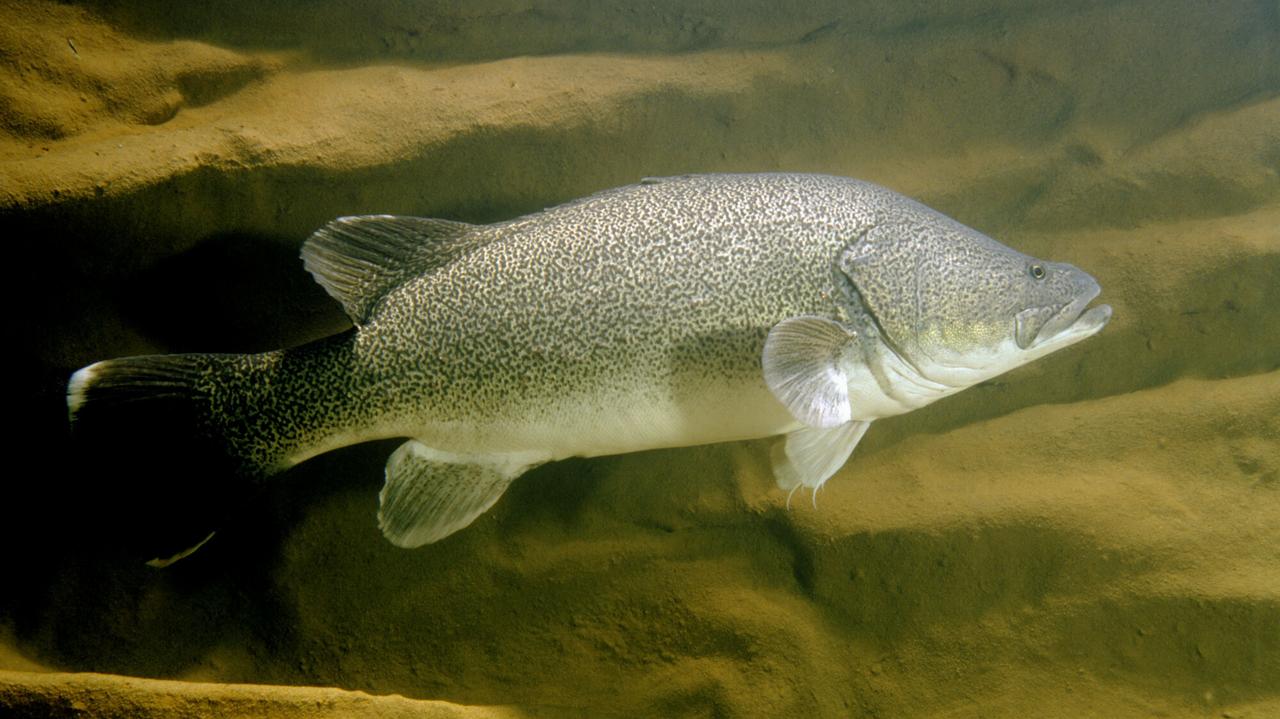 Ta ryba przepłynęła 860 kilometrów i pobiła rekord