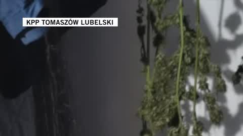 marihuana dluzsze