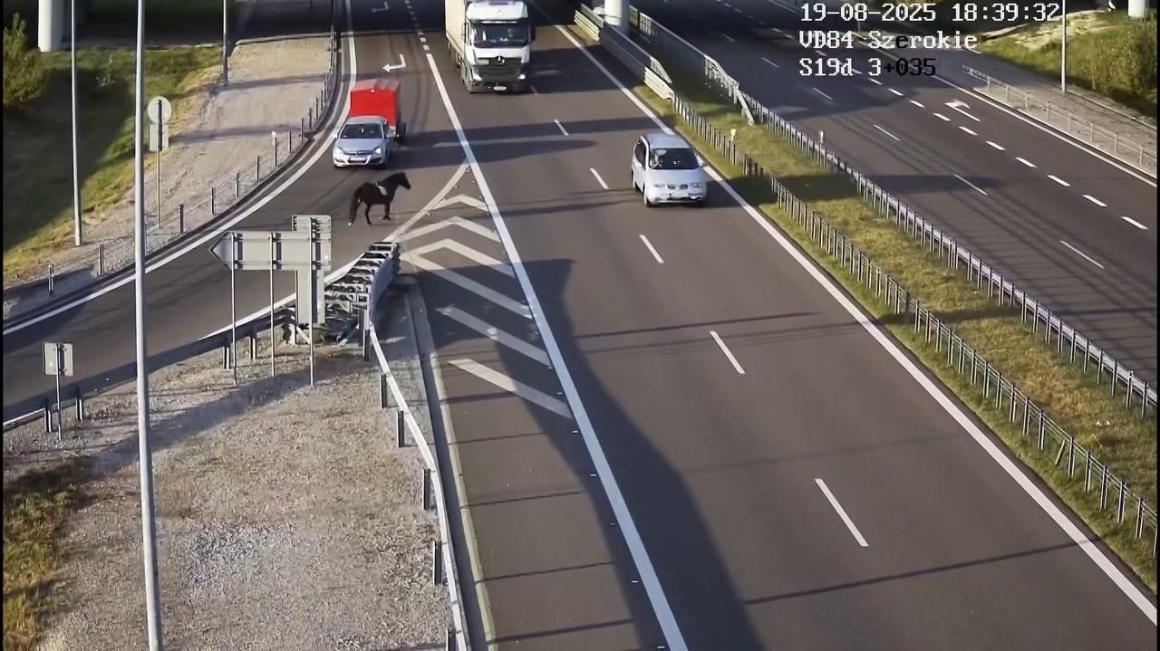 Osiodłany koń bez jeźdźca na drodze szybkiego ruchu