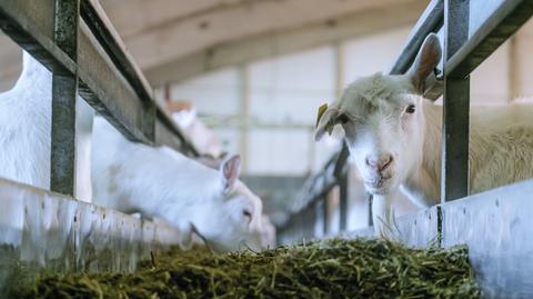 Grecja. Farma kóz i owiec, wieś Zilefti w regionie Tesalia