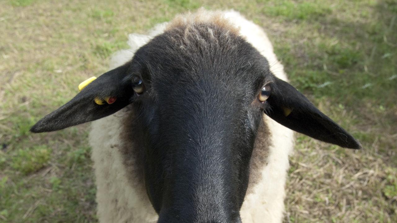 Dziesięć owiec rusza z pomocą zdrowotną. "Są idealnym medium"