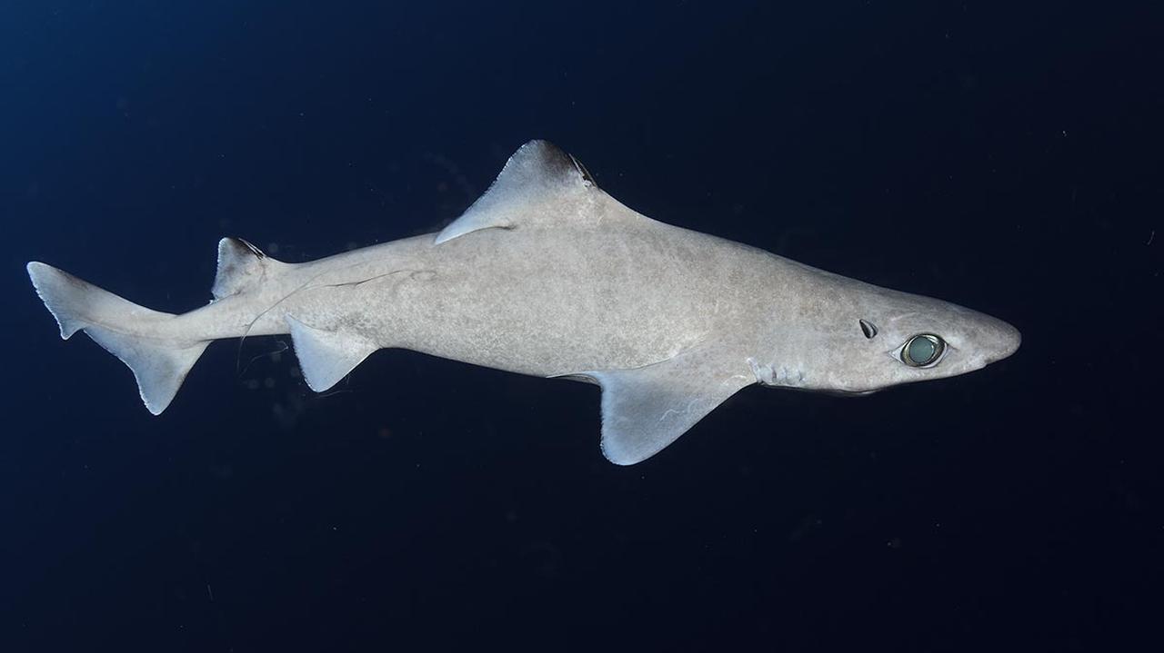Tajemnicze rekiny z głębin zagrożone wyginięciem