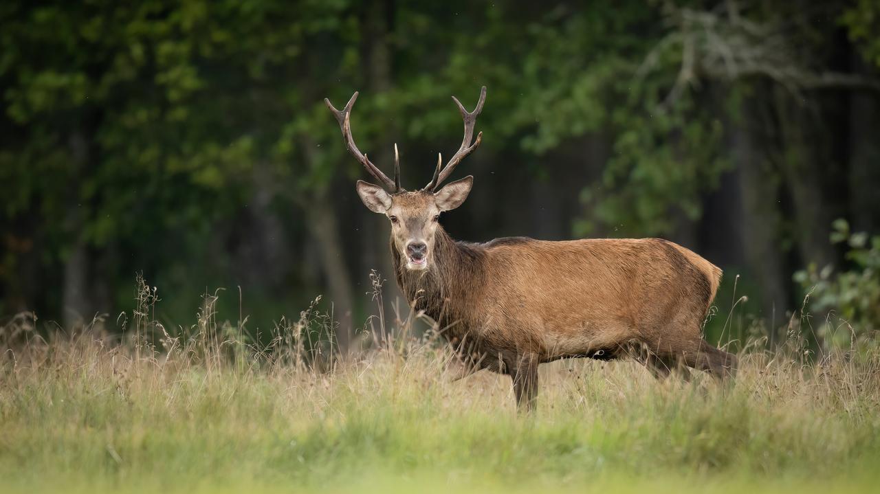 Zaczyna się rykowisko jeleni. "Trzeba bardzo uważać"