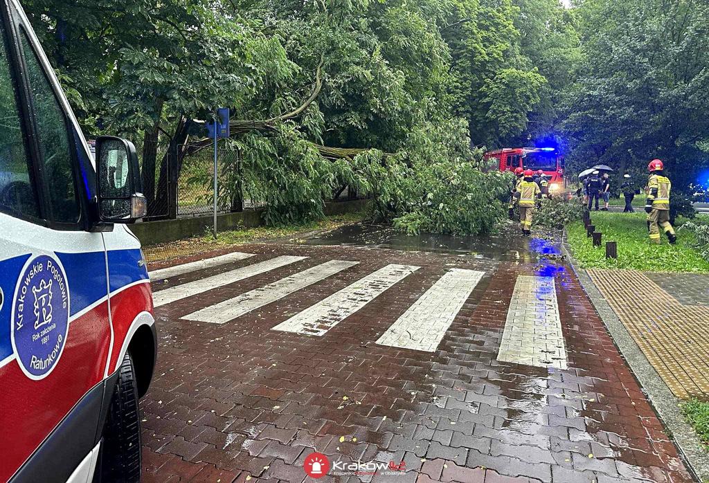 Konar drzewa spadł na samochód