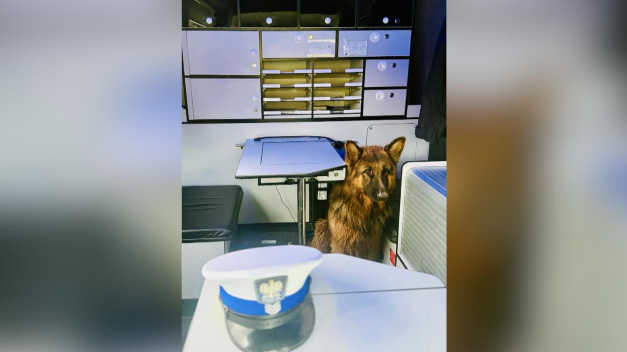 Przestraszone owczarki biegały między autami na drodze ekspresowej