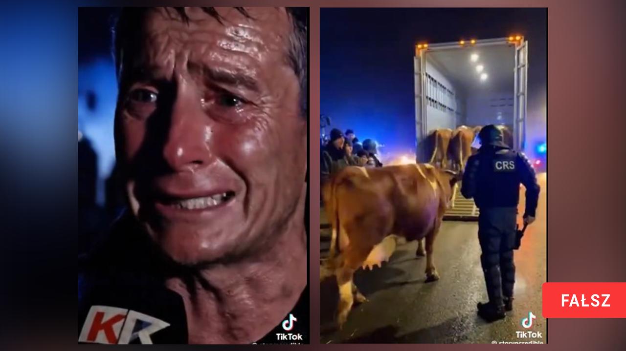 "Policja konfiskuje bydło rolnikowi". Ale nie temu i nie te krowy