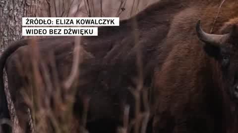 zubr