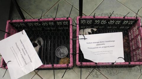 Porzucone małe kotki pod łódzkimi sklepami (wideo z 20.07.2022)