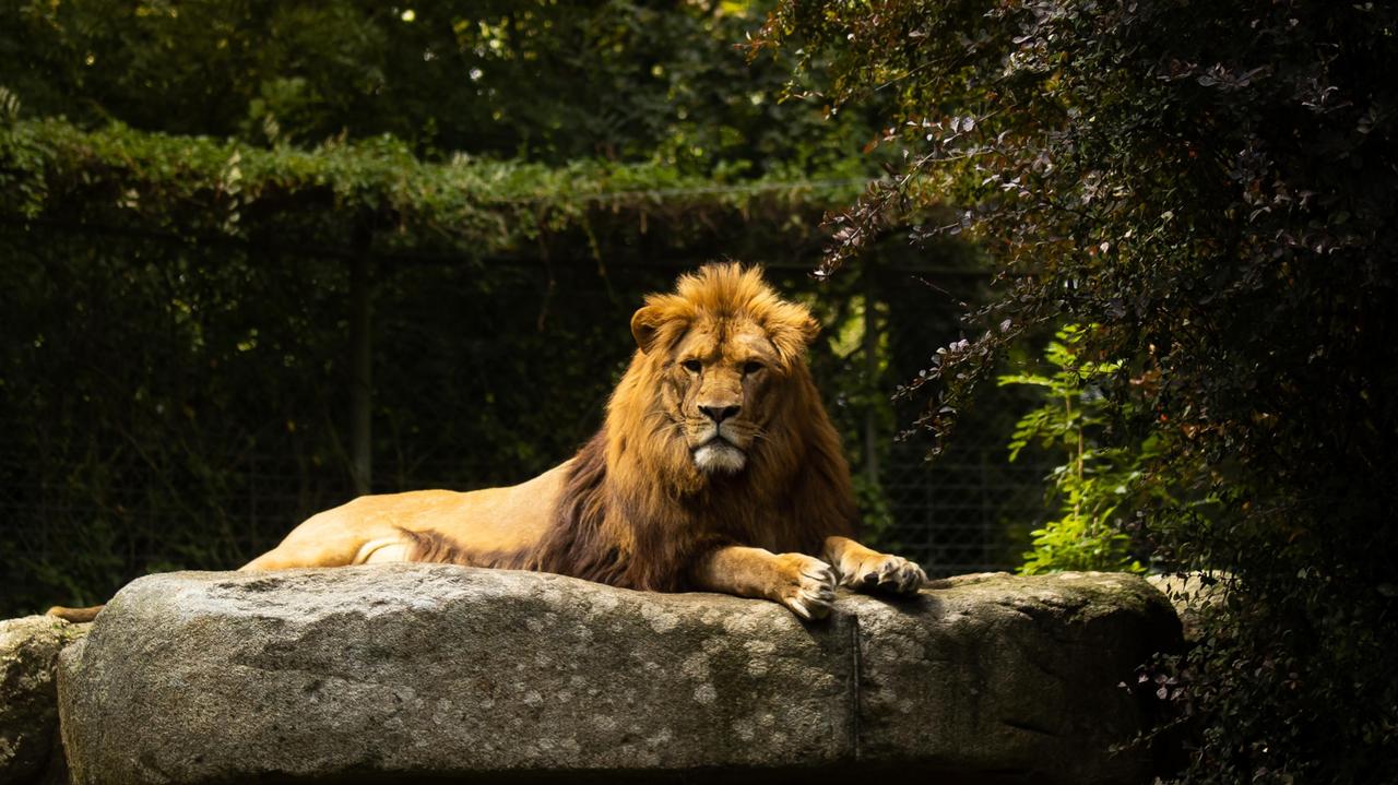 Lew uciekł z prywatnego zoo, zwierzę zastrzelono
