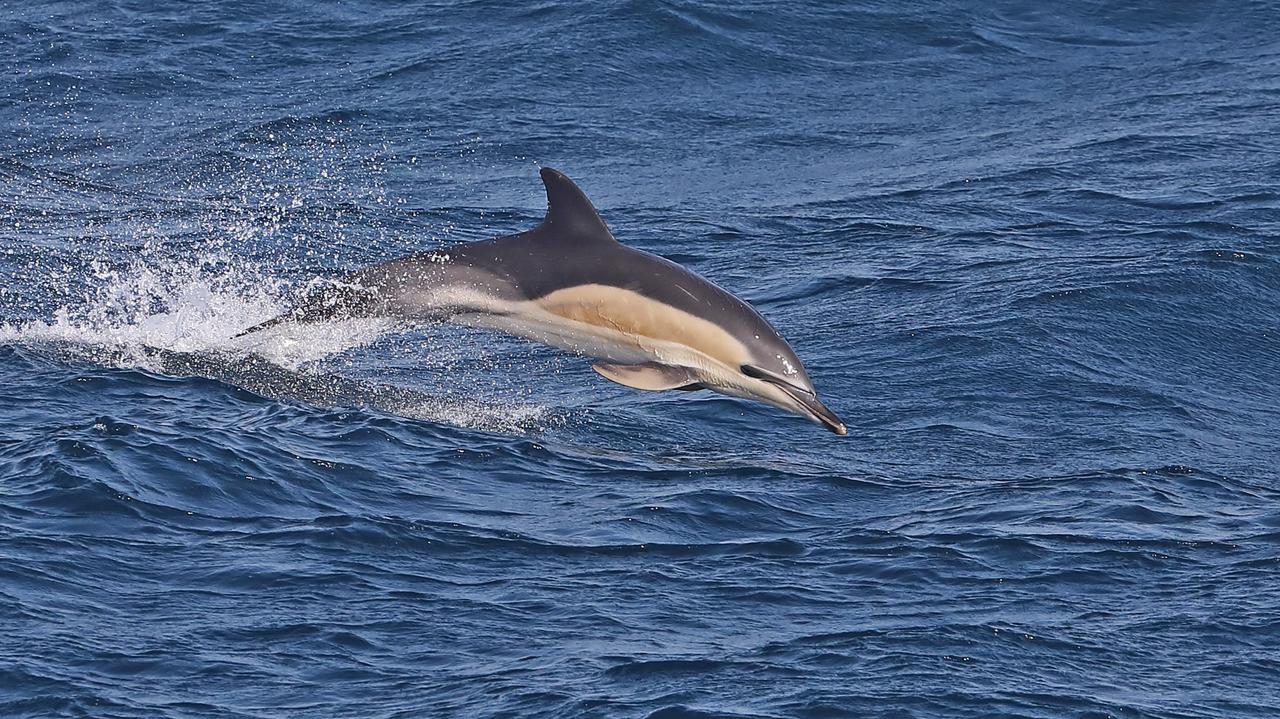 Żyją krócej. Czy delfiny zwyczajne wyginą?