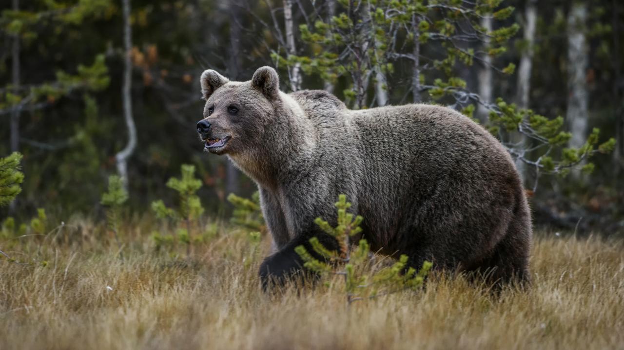 Un oso atacó a un recolector de setas. El hombre fue trasladado al hospital en helicóptero.