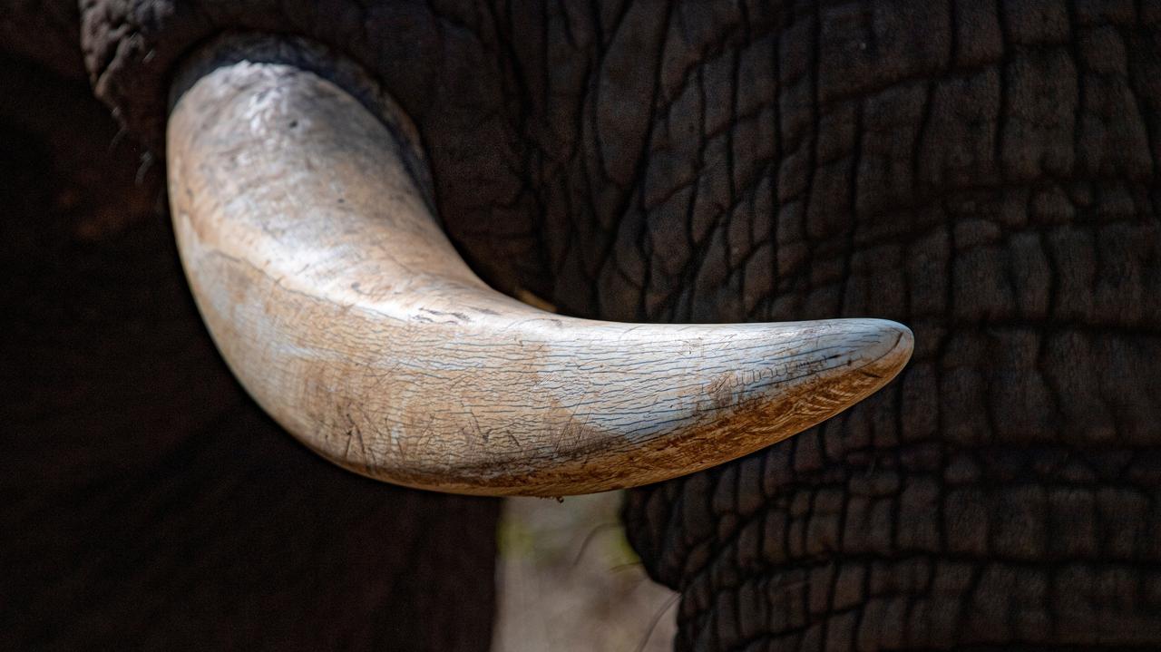 Setki tysięcy lat temu na terenie Włoch jedzono mięso słoni