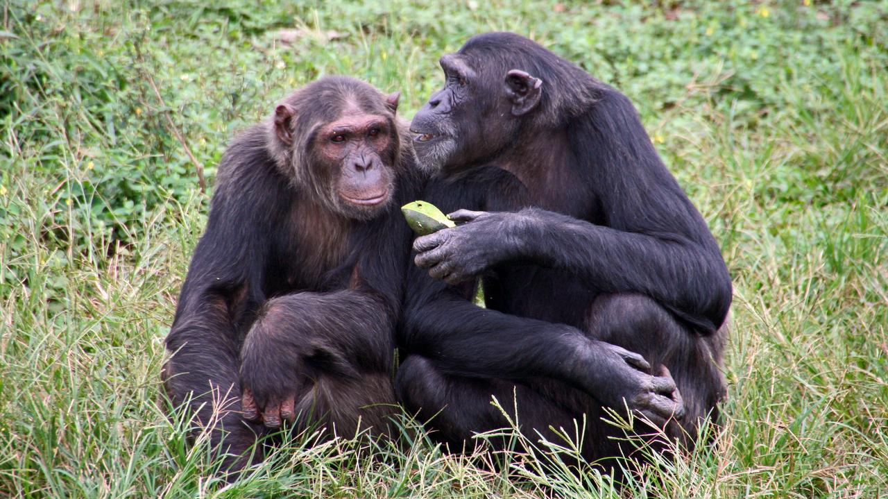 Dlaczego samice ssaków żyją dłużej?