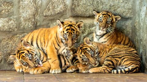 We wrocławskim zoo zaprezentowano imiona czterech młodych tygrysów sumatrzańskich