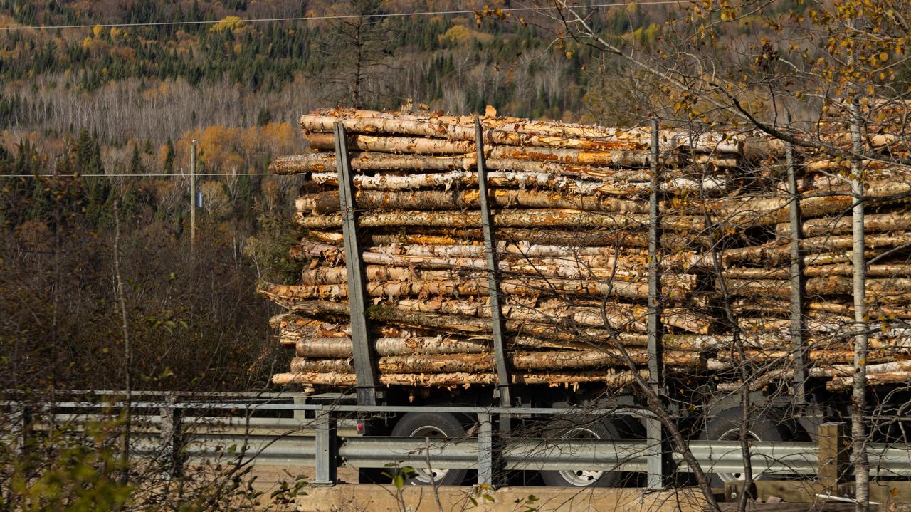 "Nasze drewno ma wyższe cła niż Rosja. Absurd"