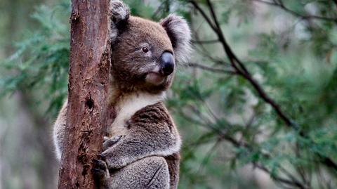 Spragniony koala