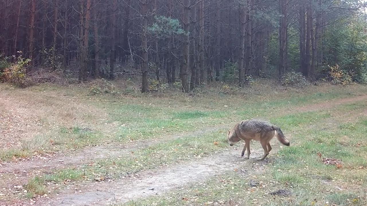 Tak chorą wilczycą opiekuje się reszta watahy. Nagranie