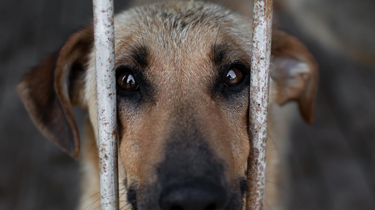 Przepełnione schroniska, brak chętnych na adopcje. "Łamiący serce wskaźnik kryzysu"