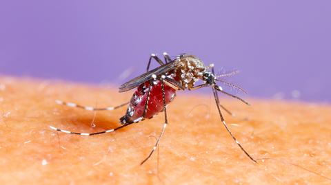 Argentyna walczy z roznoszoną przez komary dengą. Wideo archiwalne z kwietnia 2023 roku