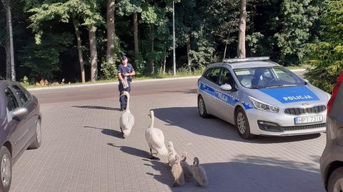 Łabędzia rodzina pod opieką policjantów (część wideo bez dźwięku)