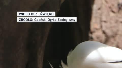 We Gdańsku wykluły się jedne z najrzadszych ptaków na świecie