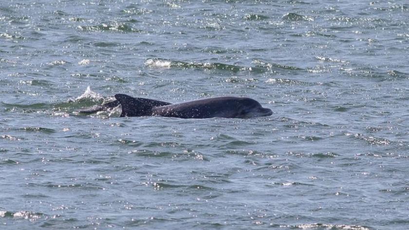 21.08.2015 | Delfiny w Bałtyku. Skąd się wzięły?