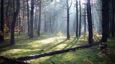 Tysiące gatunków drzew wciąż może być zagadką dla nauki