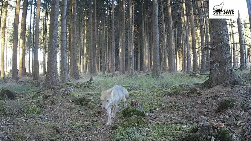 Działacze Fundacji SAVE Wildlife "rozmawiają" z wilczą rodziną w woj. świętokrzyskim