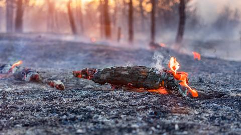 Uwaga na pożary lasów