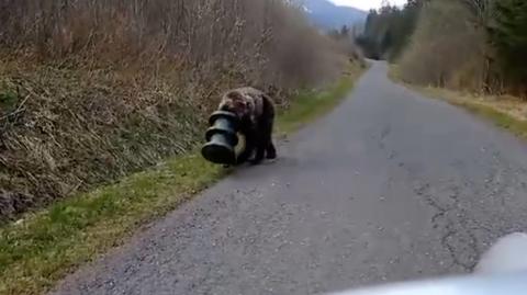 Niedźwiedź przez dwa tygodnie chodził z głową w cylindrze. Został odnaleziony i uratowany