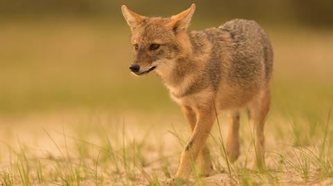 Szakale pojawiły się na chorwackiej wyspie Loszinj