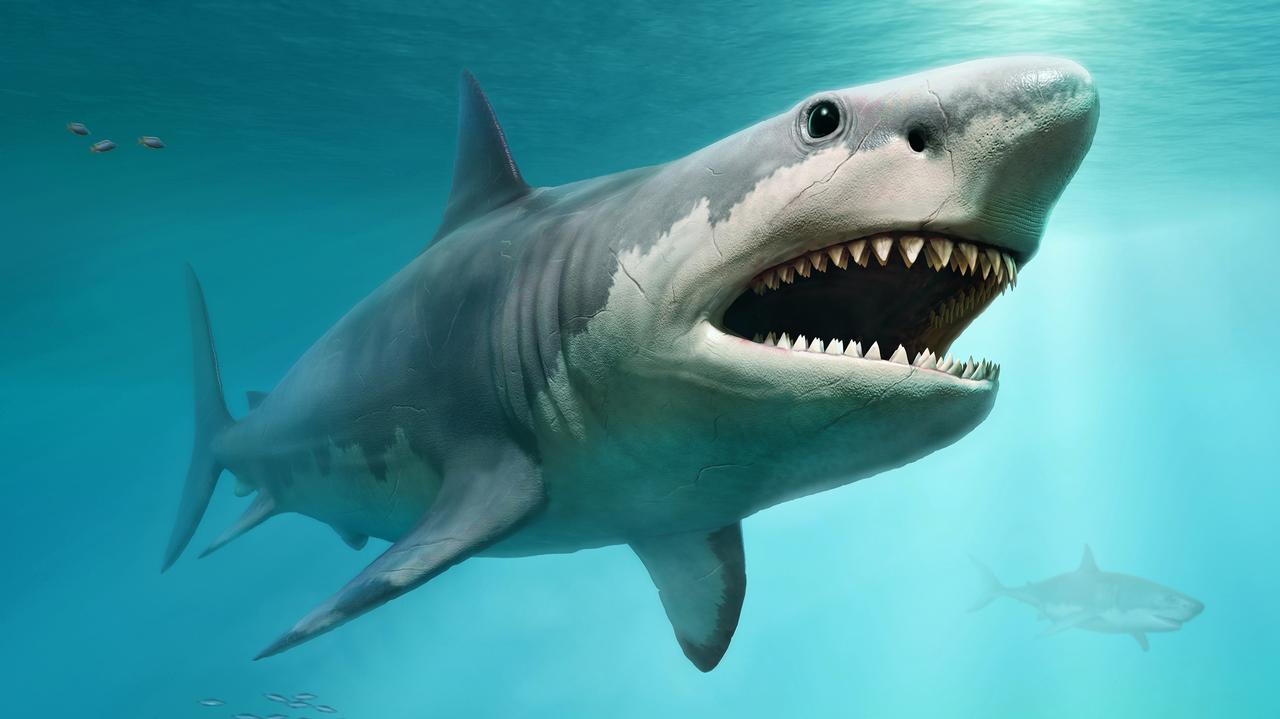 Cercetare internațională: megalodonul poate concura cu marii rechini albi pentru hrană