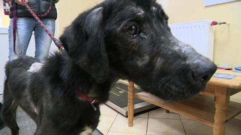05.11.2015 | Właścicielka trzymała Maksa przez dwa lata w ciemnej komórce. Teraz pies szuka nowego domu