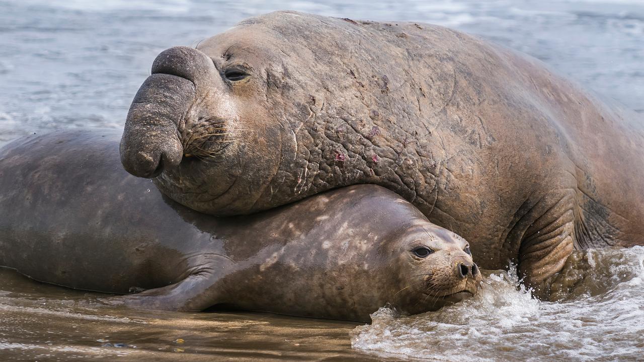Ptasia grypa zdziesiątkowała populację słoni morskich. "Przerażający widok"