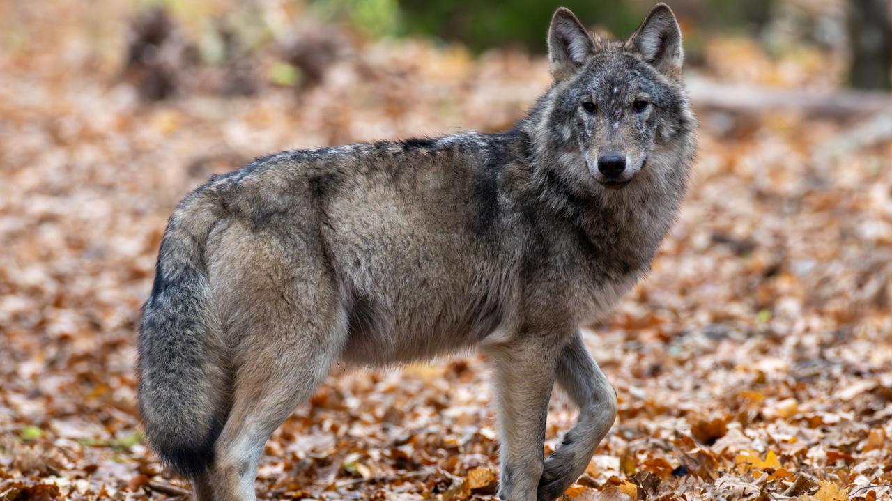 Boimy się ich, a mogą pomóc nam uzdrowić klimat