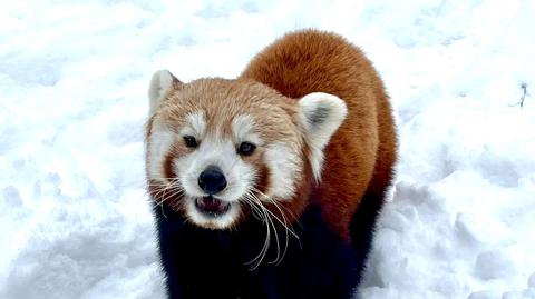 Pandki rude w poznańskim zoo