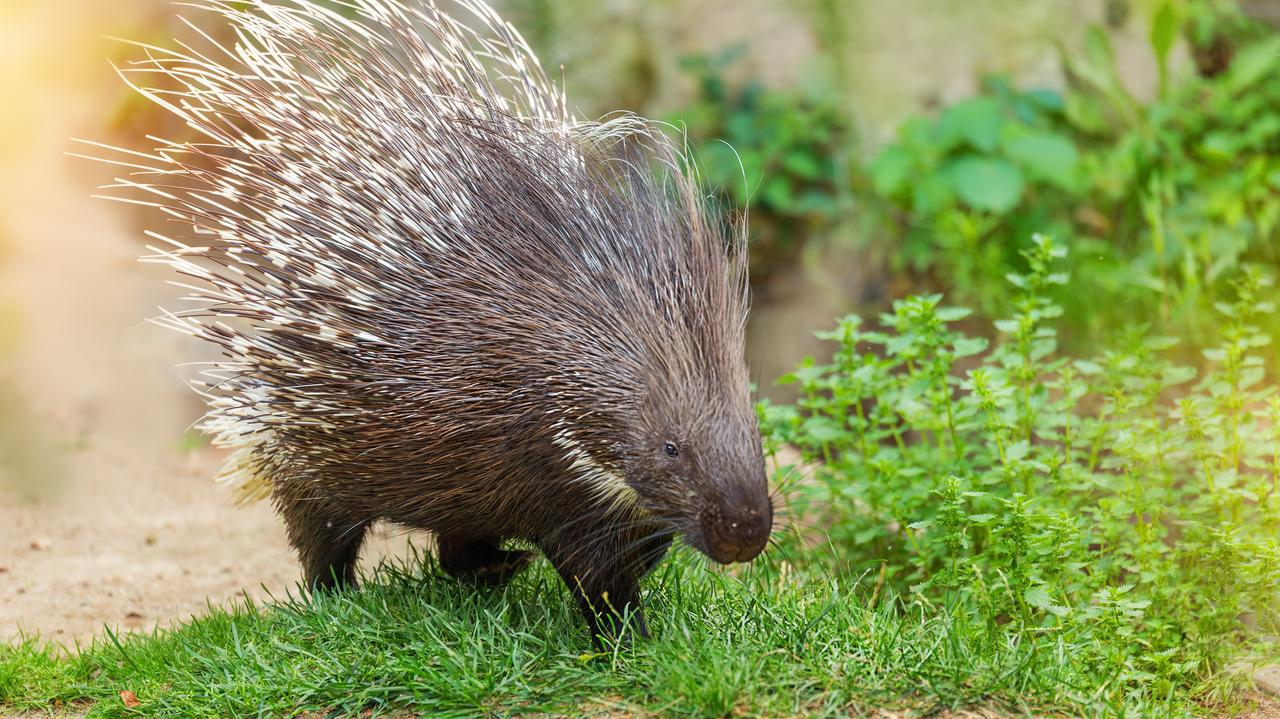 "W dzień śpi, w nocy się przemieszcza". Szukają uciekiniera z mini zoo