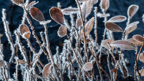 Prognoza temperatury na kolejne dni