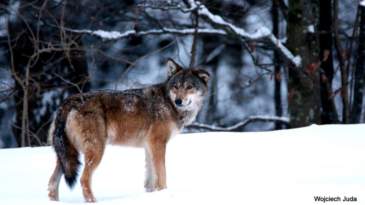 Zastrzelony wilk znaleziony w lesie
