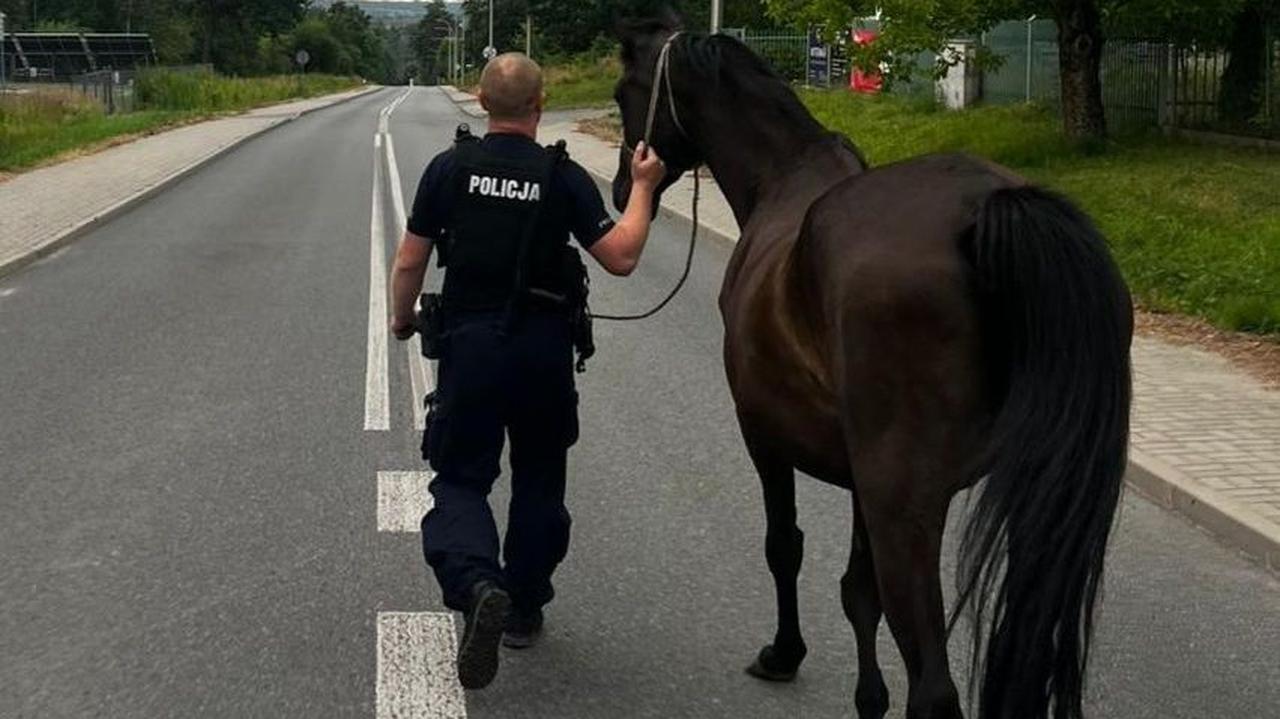 Po jezdni biegały trzy konie. Interweniowała policja
